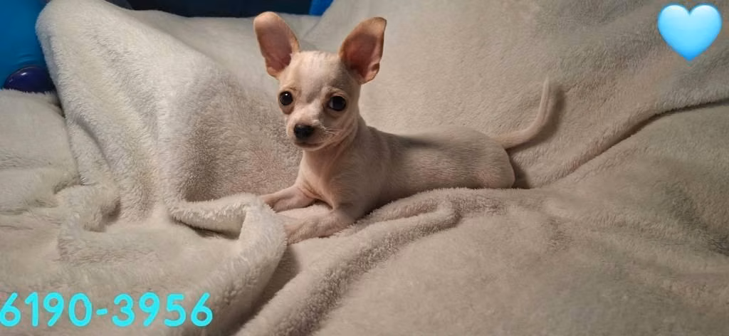 Chihuahua de bolsillo 