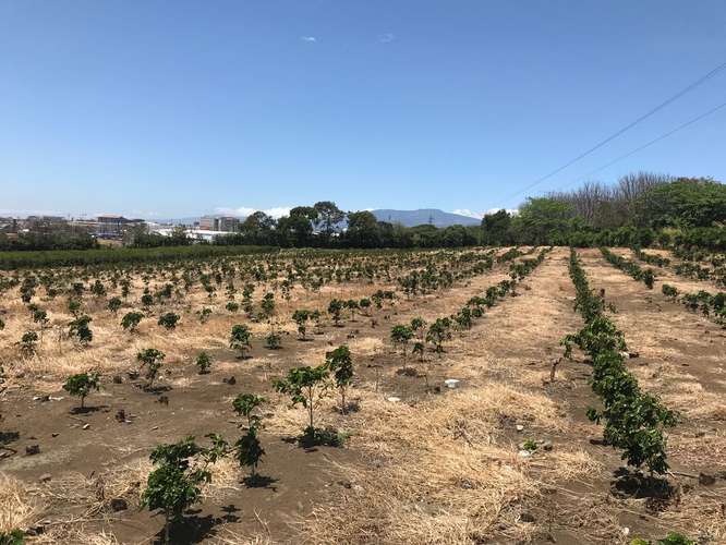 Terreno para Desarrollo Inmobiliario en Venta | 6 Hectáreas | San Pablo de Heredia