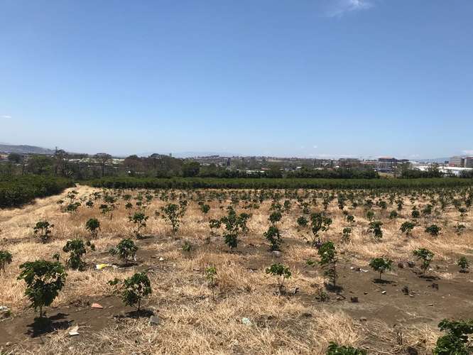 Terreno para Desarrollo Inmobiliario en Venta | 6 Hectáreas | San Pablo de Heredia