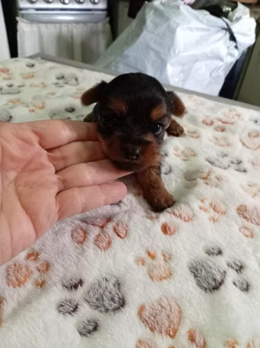 Yorkies mini