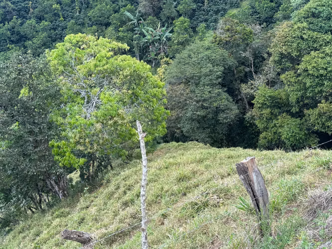Finca de 30.000m2 (7,5 acres) ubicada a 10 minutos del centro - Imagen 5