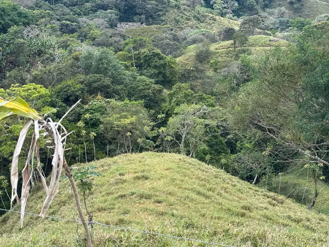 Finca de 30.000m2 (7,5 acres) ubicada a 10 minutos del centro - Imagen 10