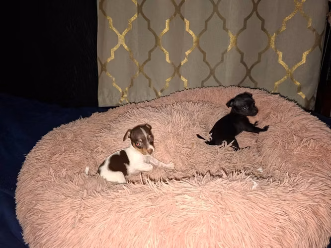 Chihuahuas mini