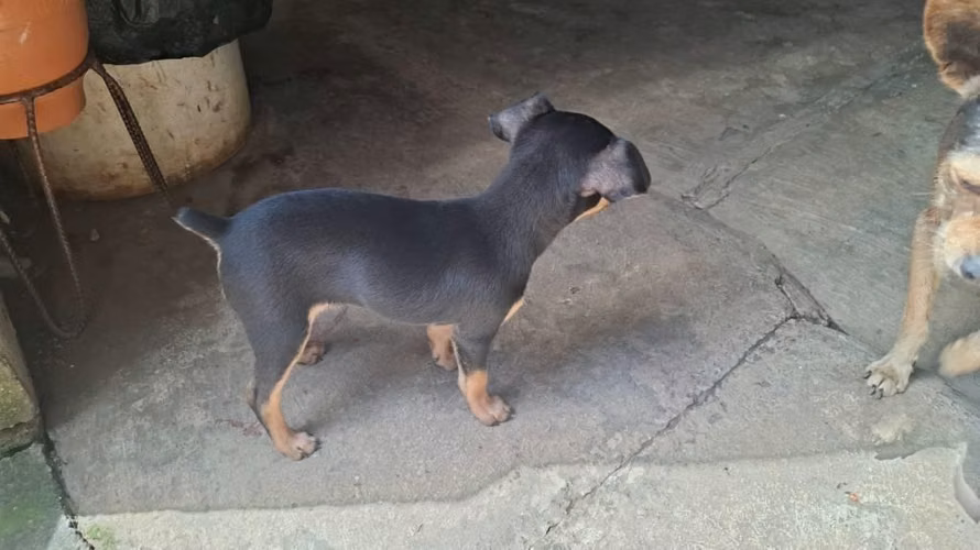 Pincher mini