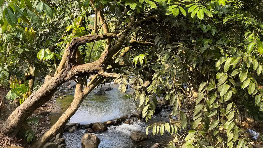 CASA TIPO CABAÑA CON HUERTO FRUTAL DE 0.80 HECTAREAS (2 ACRES) CON VISTA A LAS MONTAÑAS