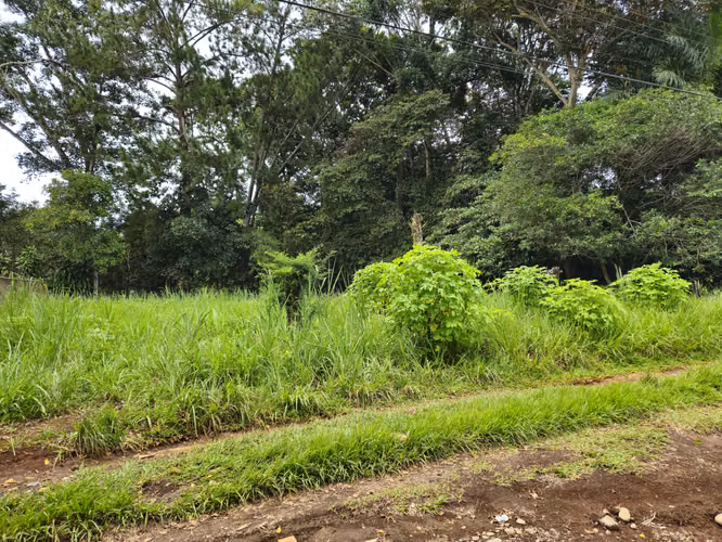 Commercial Lot in Palmares, Pérez Zeledón – 1,397 m² on Interamericana Highway