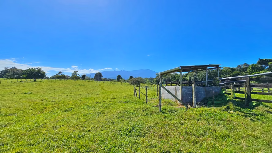 VENTA DE FINCA GANADERA EN GUÁCIMO DE LIMON 80 HA -04