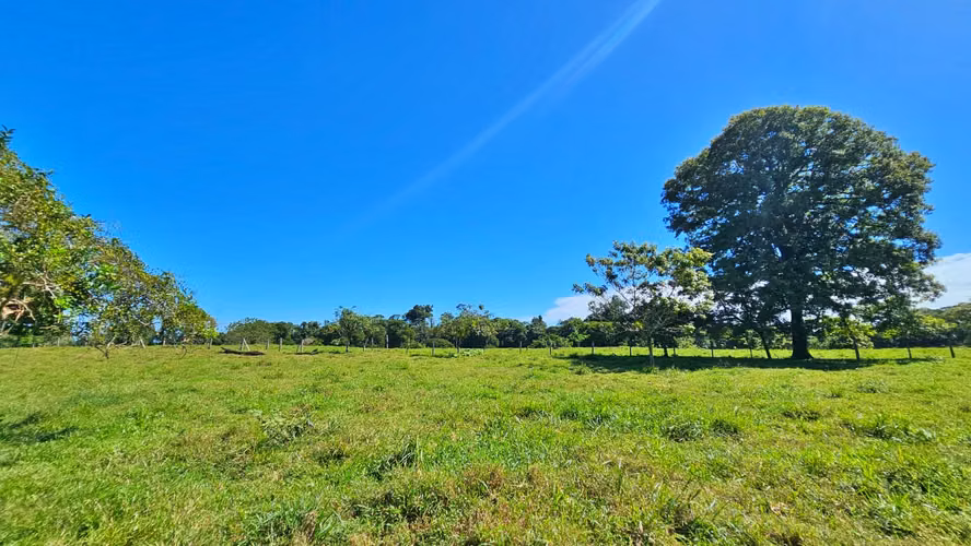 VENTA DE FINCA GANADERA EN GUÁCIMO DE LIMON 80 HA -04