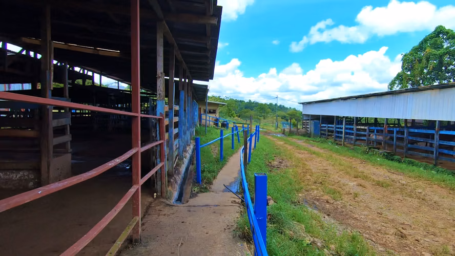VENTA DE FINCA GANADERA EN GUÁCIMO DE LIMON 80 HA -04