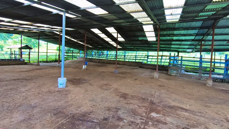 VENTA DE FINCA GANADERA EN GUÁCIMO DE LIMON 80 HA -04
