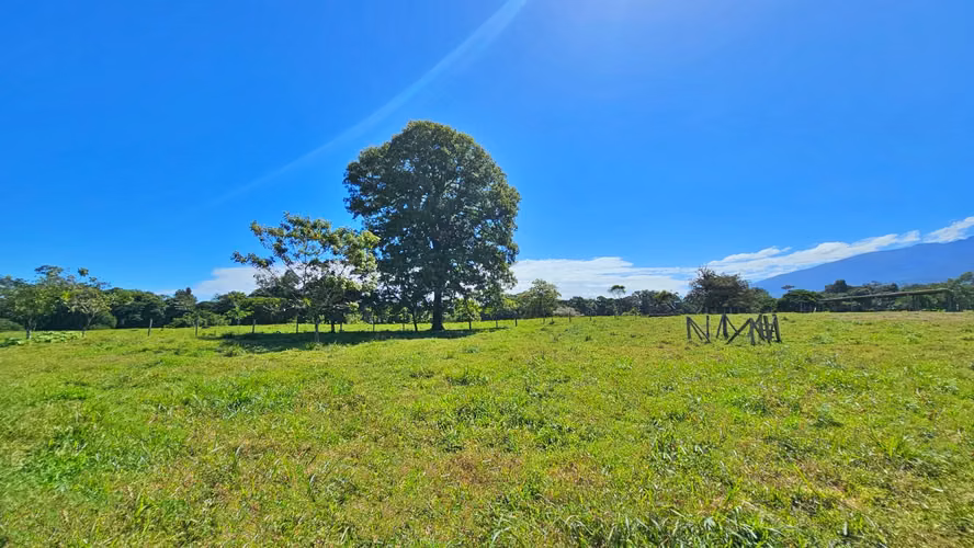 VENTA DE FINCA GANADERA EN GUÁCIMO DE LIMON 80 HA -04