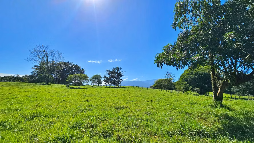 VENTA DE FINCA GANADERA EN GUÁCIMO DE LIMON 80 HA -04
