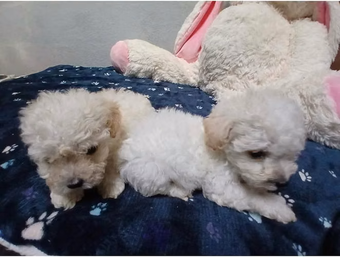 Se venden french poodle