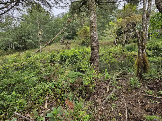 TERRENO EN VENTA EN CAÑÓN DEL GUARCO | LOTE DE 1.000 M² EN ENTORNO NATURAL