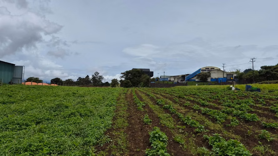 Terreno en Venta en Paso Ancho de Oreamuno, Cartago | 3.333 m² de Oportunidad y Potencial - Imagen 8
