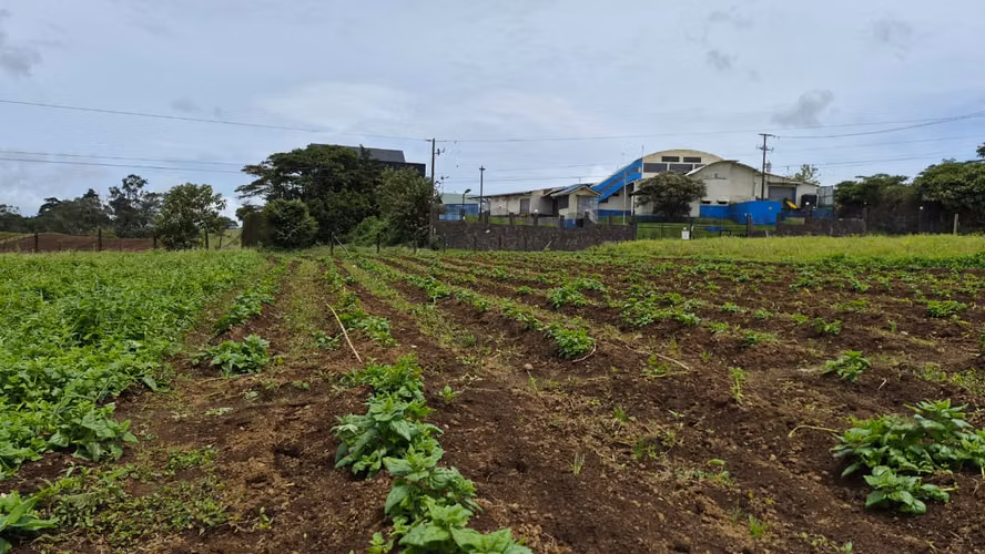 Terreno en Venta en Paso Ancho de Oreamuno, Cartago | 3.333 m² de Oportunidad y Potencial - Imagen 13