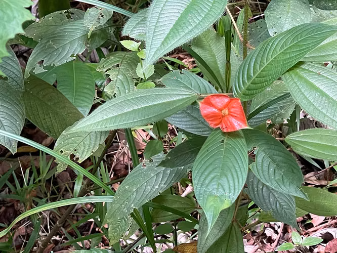 Oportunidad de Inversión: Finca Reforestada de 8 Acres en las Montañas de Puriscal