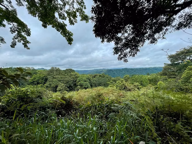 Investment Opportunity: 8-Acre Reforested Mountain Finca in Puriscal