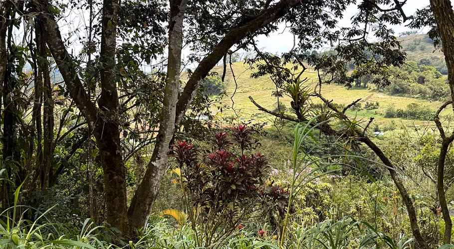 Oasis Ecológico Listo para Invertir: Finca de 4.5 Acres con Dos Casas en San Ramón