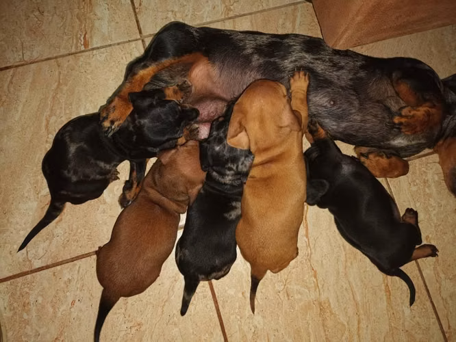Perros salchicha