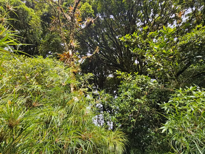 Finca de 17.800 m² con Nacientes y Bosque en Dota San José