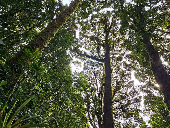 Finca de 17.800 m² con Nacientes y Bosque en Dota San José