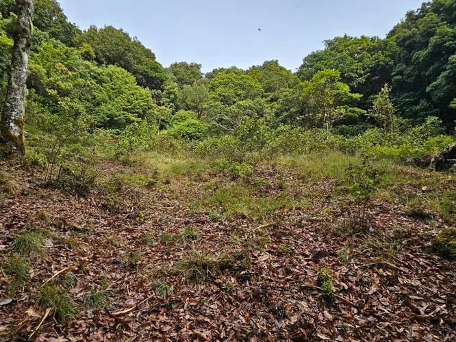Finca de 17.800 m² con Nacientes y Bosque en Dota San José