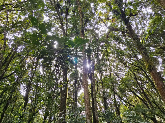 Finca de 17.800 m² con Nacientes y Bosque en Dota San José