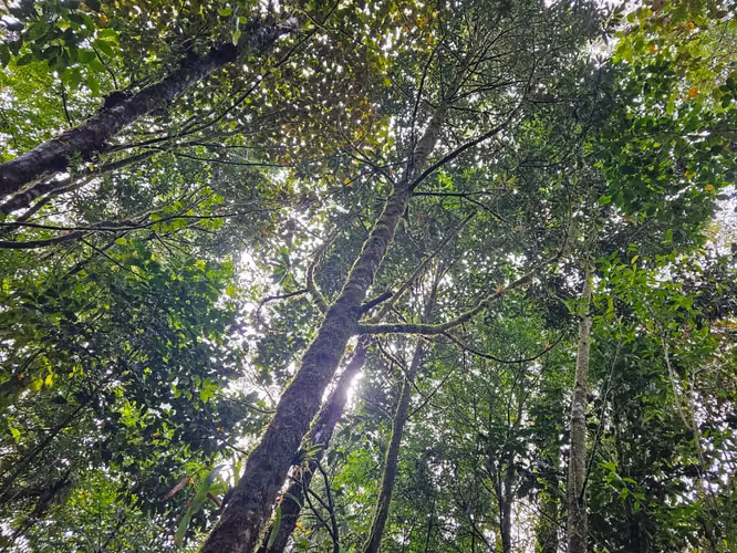 Finca de 17.800 m² con Nacientes y Bosque en Dota San José