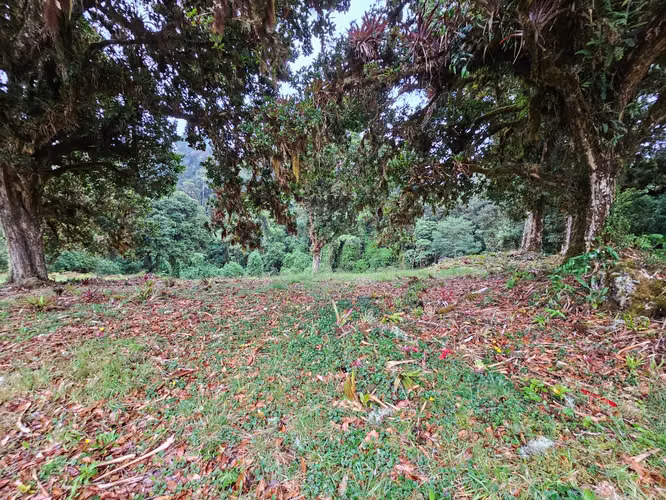  EXCLUSIVA QUINTA EN VENTA – 14.200 m² EN CAÑÓN DEL GUARCO, CARTAGO - Imagen 13