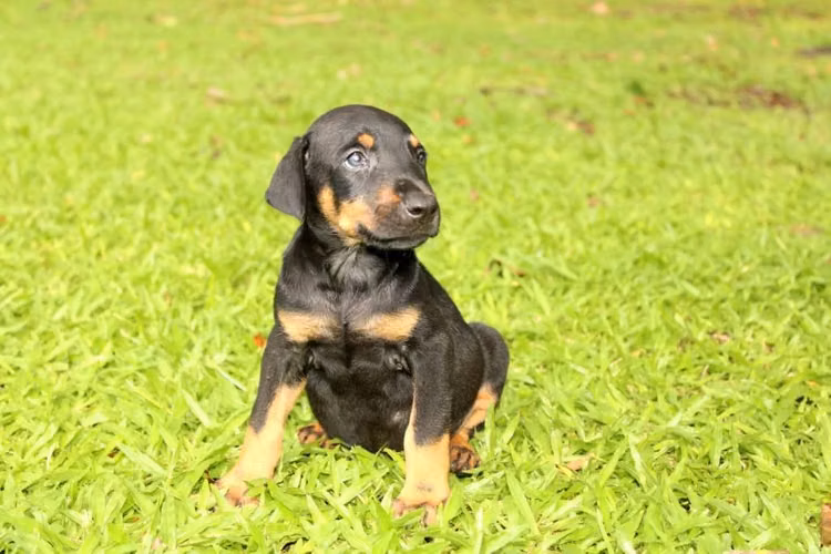 Doberman