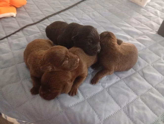 Labrador