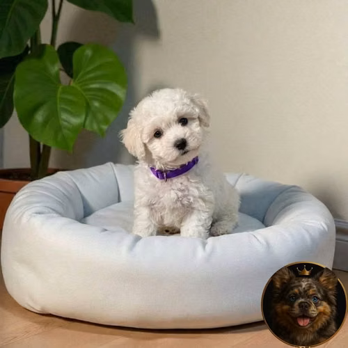 French Poodle Tácita