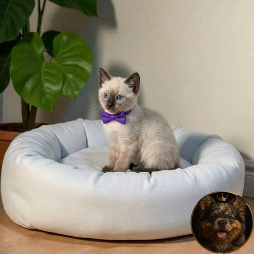 Gatos Siamés