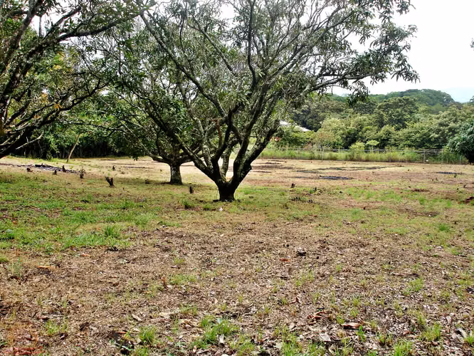Lote Industrial 8.545m² en El Coyol | Uso de Suelo Industrial Aprobado
