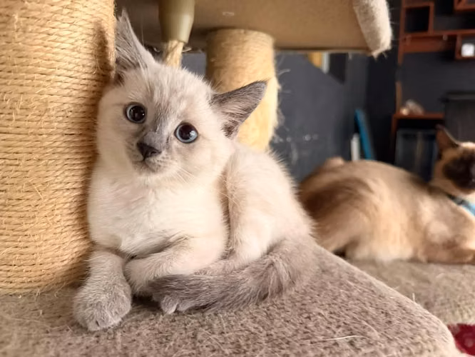 Siames Antigüo ( Macho Punto Foca y Hembra Blue point)