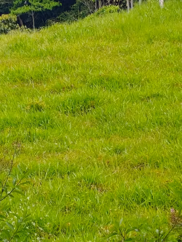 Se Vende Finca con Casa de Cemento- RA