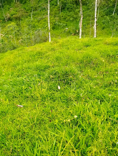 Se Vende Finca con Casa de Cemento- RA