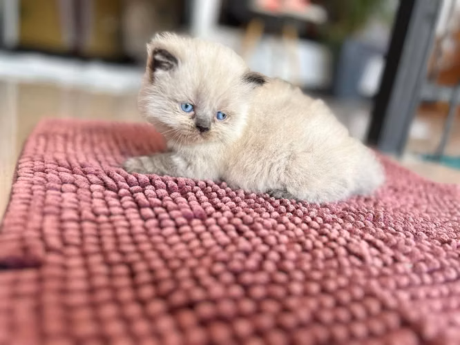 Cachorro gato persa