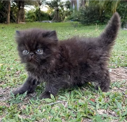 Cachorros gatito persa