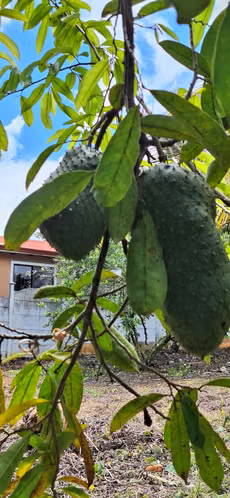 Venta de lote en Perez Zeledon - Imagen 5