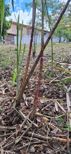 Venta de lote en Perez Zeledon - Imagen 10