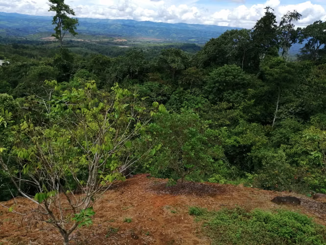 Oportunidad de inversión, dos fincas juntas con naturaleza, privacidad y gran potencial - Imagen 3