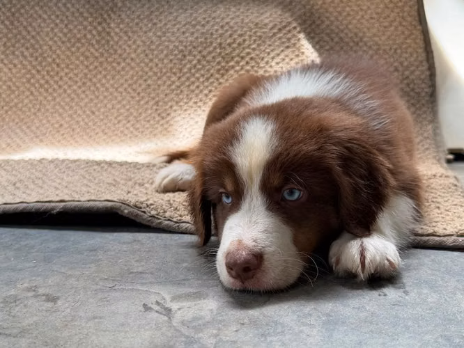 Se venden cachorros pastor australianos AUSSIE