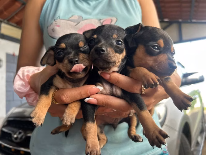 Cachorros de Pincher