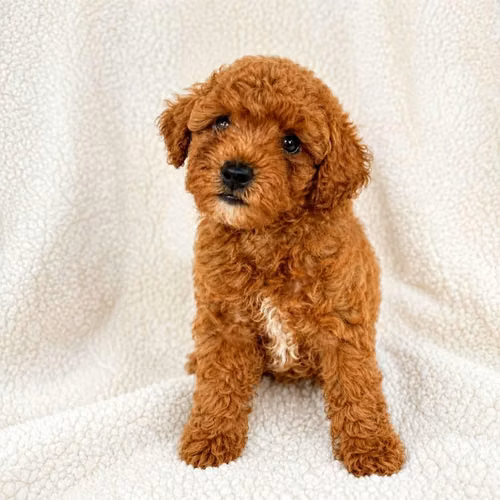 Hermosos cachorros