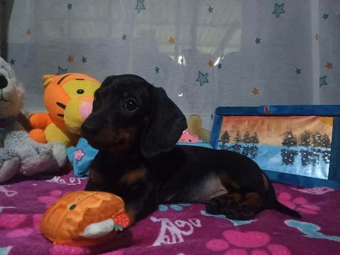  preciosa