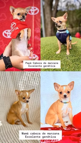 Chihuahua Macho