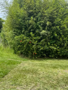 se vende lote en llorente en Tibas - Imagen 3