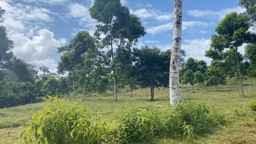 Finca 96 Has con río, nacientes, pozo, laguna, repastos y bosque en Cutris Sn Carlos